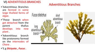 VI) ADVENTITIOUS BRANCHES
Adventitious Branches
are formed in some
large thalloid forms of
algae.
These branch when
get detached from the
parent thallus
develops into new
plant .
Adventitious branch
like protonema formed
on the internodes of
Chara .
E.g Dictyota , Fucus .
Adventitious Branches
 