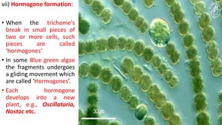 vii) Hormogone formation:
• When the trichome's
break in small pieces of
two or more cells, such
pieces are called
‘hormogones’
• In some Blue green algae
the fragments undergoes
a gliding movement which
are called ‘Hormogones’.
• Each hormogone
develops into a new
plant, e.g., Oscillatoria,
Nostoc etc.
 