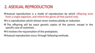 2. ASEXUAL REPRODUCTION
Asexual reproduction is a mode of reproduction by which offspring arise
from a single organism, and inherit the genes of that parent only.
it is reproduction which almost never involves ploidy or reduction.
 The offspring will be exact genetic copies of the parent, except in the
specific case of automixis .
It involves the rejuvenation of the protoplasts.
Asexual reproduction occur through following methods.
 