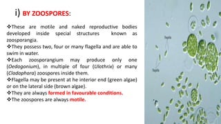i) BY ZOOSPORES:
These are motile and naked reproductive bodies
developed inside special structures known as
zoosporangia.
They possess two, four or many flagella and are able to
swim in water.
Each zoosporangium may produce only one
(Oedogonium), in multiple of four (Ulothrix) or many
(Cladophora) zoospores inside them.
Flagella may be present at he interior end (green algae)
or on the lateral side (brown algae).
They are always formed in favourable conditions.
The zoospores are always motile.
 