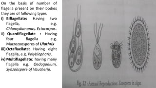 On the basis of number of
flagella present on their bodies
they are of following types
i) Biflagellate: Having two
flagella, e.g.
Chlamydomonas, Ectocarpus.
ii) Quardiflagellate : Having
four flagella e.g.
Macrozoospores of Ulothrix
iii) Octaflaellate: Having eight
flagella, e.g. Polyblepharis.
iv) Multiflagellate: having many
flagella e.g. Oedogonium,
Synzoospore of Vaucheria.
 