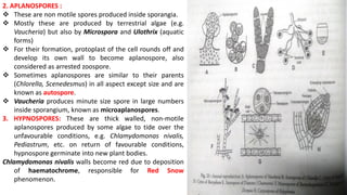 2. APLANOSPORES :
 These are non motile spores produced inside sporangia.
 Mostly these are produced by terrestrial algae (e.g.
Vaucheria) but also by Microspora and Ulothrix (aquatic
forms)
 For their formation, protoplast of the cell rounds off and
develop its own wall to become aplanospore, also
considered as arrested zoospore.
 Sometimes aplanospores are similar to their parents
(Chlorella, Scenedesmus) in all aspect except size and are
known as autospore.
 Vaucheria produces minute size spore in large numbers
inside sporangium, known as microaplanospores.
3. HYPNOSPORES: These are thick walled, non-motile
aplanospores produced by some algae to tide over the
unfavourable conditions, e.g. Chlamydomonas nivalis,
Pediastrum, etc. on return of favourable conditions,
hypnospore germinate into new plant bodies.
Chlamydomonas nivalis walls become red due to deposition
of haematochrome, responsible for Red Snow
phenomenon.
 