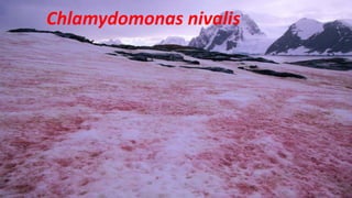 Chlamydomonas nivalis
 