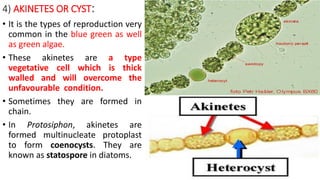 4) AKINETES OR CYST:
• It is the types of reproduction very
common in the blue green as well
as green algae.
• These akinetes are a type
vegetative cell which is thick
walled and will overcome the
unfavourable condition.
• Sometimes they are formed in
chain.
• In Protosiphon, akinetes are
formed multinucleate protoplast
to form coenocysts. They are
known as statospore in diatoms.
 