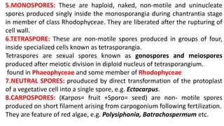 5.MONOSPORES: These are haploid, naked, non-motile and uninucleate
spores produced singly inside the monosporangia during chantrantia stage
in member of class Rhodophyceae. They are liberated after the rupturing of
cell wall.
6.TETRASPORE: These are non-motile spores produced in groups of four,
inside specialized cells known as tetrasporangia.
Tetraspores are sexual spores known as gonospores and meiospores
produced after meiotic division in diploid nucleus of tetrasporangium.
found in Phaeophyceae and some member of Rhodophyceae
7.NEUTRAL SPORES: prouduced by direct transformation of the protoplast
of a vegetative cell into a single spore, e.g. Ectocarpus.
8.CARPOSPORES: (Karpos= fruit +Sporo= seed) are non- motile spores
produced on short filament arising from carpogonium following fertilization.
They are feature of red algae, e.g. Polysiphonia, Batrachospermum etc.
 