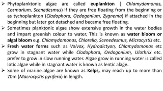  Phytoplanktonic algae are called euplankton ( Chlamydomonas,
Cosmarium, Scenedesmus) if they are free floating from the beginning or
as tychoplankton (Cladophora, Oedogonium, Zygnema) if attached in the
beginning but later got detached and became free floating.
 Sometimes planktonic algae show extensive growth in the water bodies
and impart greenish colour to water. This is known as water bloom or
algal bloom e.g. Chlamydomonas, Chlorella, Scenedesmus, Microcystis etc.
 Fresh water forms such as Volvox, Hydrodictyon, Chlamydomonas etc
grow in stagnant water while Cladophora, Oedogonium, Ulothrix etc.
prefer to grow in slow running water. Algae grow in running water is called
lotic algae while in stagnant water is known as lentic alage.
 Some of marine algae are known as Kelps, may reach up to more than
70m (Macrocystis pyrifera) in length.
 