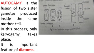 AUTOGAMY: Is the
fusion of two sister
gametes produced
inside the same
mother cell.
In this process, only
karyogamy takes
place.
It is important
feature of diatoms.
 