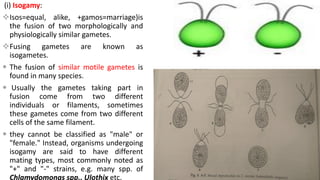 (i) Isogamy:
Isos=equal, alike, +gamos=marriage)is
the fusion of two morphologically and
physiologically similar gametes.
Fusing gametes are known as
isogametes.
 The fusion of similar motile gametes is
found in many species.
 Usually the gametes taking part in
fusion come from two different
individuals or filaments, sometimes
these gametes come from two different
cells of the same filament.
 they cannot be classified as "male" or
"female." Instead, organisms undergoing
isogamy are said to have different
mating types, most commonly noted as
"+" and "-" strains, e.g. many spp. of
Chlamydomonas spp., Ulothix etc.
 