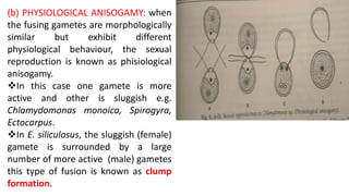 (b) PHYSIOLOGICAL ANISOGAMY: when
the fusing gametes are morphologically
similar but exhibit different
physiological behaviour, the sexual
reproduction is known as phisiological
anisogamy.
In this case one gamete is more
active and other is sluggish e.g.
Chlamydomonas monoica, Spirogyra,
Ectocarpus.
In E. siliculosus, the sluggish (female)
gamete is surrounded by a large
number of more active (male) gametes
this type of fusion is known as clump
formation.
 