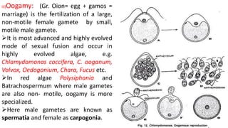 iii)Oogamy: (Gr. Oion= egg + gamos =
marriage) is the fertilization of a large,
non-motile female gamete by small,
motile male gamete.
It is most advanced and highly evolved
mode of sexual fusion and occur in
highly evolved algae, e.g.
Chlamydomonas coccifera, C. ooganum,
Volvox, Oedogonium, Chara, Fucus etc.
In red algae Polysiphonia and
Batrachospermum where male gametes
are also non- motile, oogamy is more
specialized.
Here male gametes are known as
spermatia and female as carpogonia.
 