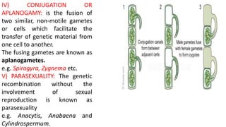 IV) CONJUGATION OR
APLANOGAMY: is the fusion of
two similar, non-motile gametes
or cells which facilitate the
transfer of genetic material from
one cell to another.
The fusing gametes are known as
aplanogametes.
e.g. Spirogyra, Zygnema etc.
V) PARASEXUALITY: The genetic
recombination without the
involvement of sexual
reproduction is known as
parasexuality
e.g. Anacytis, Anabaena and
Cylindrospermum.
 