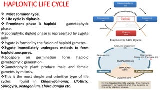 HAPLONTIC LIFE CYCLE
 Most common type.
 Life cycle is diphasic.
 Prominent phase is haploid gametophytic
phase.
Sporophytic diploid phase is represented by zygote
only.
Zygote is formed by the fusion of haploid gametes.
Zygote immediately undergoes meiosis to form
haploid zoospores.
Zoospore on germination form haploid
gametophytic generation
Gametophytic plant produce male and female
gametes by mitosis.
This is the most simple and primitive type of life
cycles found in Chlamydomonas, Ulothrix,
Spirogyra, oedogonium, Chara Bangia etc.
 