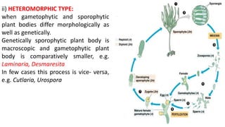 ii) HETEROMORPHIC TYPE:
when gametophytic and sporophytic
plant bodies differ morphologically as
well as genetically.
Genetically sporophytic plant body is
macroscopic and gametophytic plant
body is comparatively smaller, e.g.
Laminaria, Desmaresita
In few cases this process is vice- versa,
e.g. Cutlaria, Urospora
 
