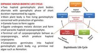 DIPHASIC HAPLO-BIONTIC LIFE CYCLE:
Two haploid gametophytic plant bodies
alternate with sporophytic phase of short
duration represented by zygote.
Main plant body is free living gametophyte
concerned with production of gametes
Gamete fuses to form zygote
Zygote undergoes meiotic division and form
small parasitic haploid carposporophyte.
Terminal cell of carposporophyte behave as
carposporangia, which produce haploid
carpospores
Carpospores germinates into haploid
gametophytic plant body, e.g. primitive red
algae such as Nemalion.
 