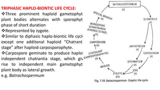 TRIPHASIC HAPLO-BIONTIC LIFE CYCLE:
Three prominent haploid gametophytic
plant bodies alternates with sporophytic
phase of short duration
Represented by zygote.
Similar to diphasic haplo-biontic life cycle,
except one additonal haploid “Chatrantia
stage” after haploid carposporophyte.
Carpospore geminate to produce haploid
independent chatrantia stage, which give
rise to independent main gametophytic
plant body as lateral growth.
e.g. Batrachospermum
 
