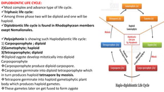 DIPLOBIONTIC LIFE CYCLE:
Most complex and advance type of life cycle.
Triphasic life cycle:
Among three phase two will be diploid and one will be
haploid.
Diplobiontic life cycle is found in Rhodophycean members
exept Nemalionales.
Polysiphonia is showing such Haplodiplontic life cycle:
1) Carposporophyte ; diploid
2)Gametophyte; haploid
3)Tetrasporophyte; diploid
Diploid zygote develop mitotically into diploid
Carposporophyte
Carposporophyte produce diploid carpospore.
Carpospore germinate into diploid tetrasporophyte which
in turn produces haploid tetrsapore by meoisis.
Tetraspore germinate into haploid gametophytic plant
body which produces haploid gametes.
These gametes later on get fused to form zygote
 