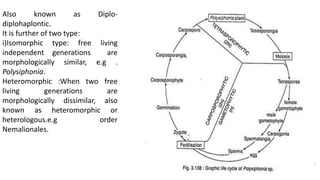 Also known as Diplo-
diplohaplontic.
It is further of two type:
i)Isomorphic type: free living
independent generations are
morphologically similar, e.g .
Polysiphonia.
Heteromorphic :When two free
living generations are
morphologically dissimilar, also
known as heteromorphic or
heterologous.e.g order
Nemalionales.
 