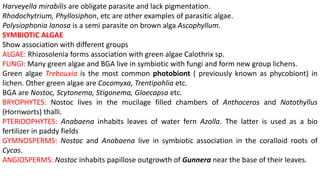 Harveyella mirabilis are obligate parasite and lack pigmentation.
Rhodochytrium, Phyllosiphon, etc are other examples of parasitic algae.
Polysiophonia lanosa is a semi parasite on brown alga Ascophyllum.
SYMBIOTIC ALGAE
Show association with different groups
ALGAE: Rhizosolenia forms association with green algae Calothrix sp.
FUNGI: Many green algae and BGA live in symbiotic with fungi and form new group lichens.
Green algae Trebouxia is the most common photobiont ( previously known as phycobiont) in
lichen. Other green algae are Cocomyxa, Trentipohlia etc.
BGA are Nostoc, Scytonema, Stigonema, Gloecapsa etc.
BRYOPHYTES: Nostoc lives in the mucilage filled chambers of Anthoceros and Notothyllus
(Hornworts) thalli.
PTERIDOPHYTES: Anabaena inhabits leaves of water fern Azolla. The latter is used as a bio
fertilizer in paddy fields
GYMNOSPERMS: Nostoc and Anabaena live in symbiotic association in the coralloid roots of
Cycas.
ANGIOSPERMS: Nostoc inhabits papillose outgrowth of Gunnera near the base of their leaves.
 