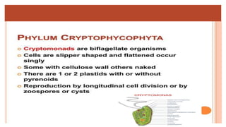 Cryptomonads Algae biology, taxonomy and application , important | PDF