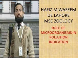 HAFIZ M WASEEM
UE LAHORE
MSC ZOOLOGY
ROLE OF
MICROORGANISMS IN
POLLUTION
INDICATION
 