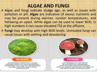 MICROBES AS POLLUTION INDICAION 