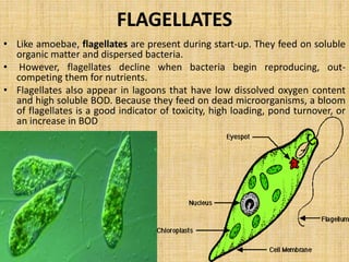MICROBES AS POLLUTION INDICAION 