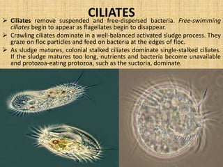 MICROBES AS POLLUTION INDICAION 