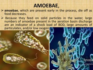 MICROBES AS POLLUTION INDICAION 