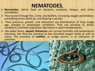 MICROBES AS POLLUTION INDICAION 
