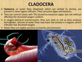 MICROBES AS POLLUTION INDICAION 