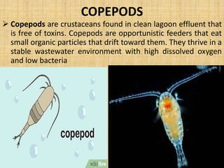 MICROBES AS POLLUTION INDICAION 