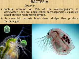MICROBES AS POLLUTION INDICAION 