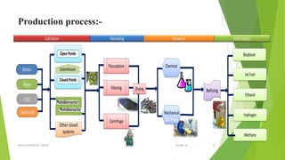 Algae fuel | PPTX