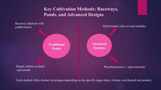 Outdoor cultivation of microalgae techno | PPTX