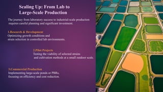 Outdoor cultivation of microalgae techno | PPTX