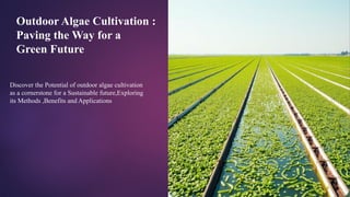 Outdoor cultivation of microalgae techno | PPTX