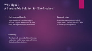 Outdoor cultivation of microalgae techno | PPTX