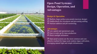 Outdoor cultivation of microalgae techno | PPTX