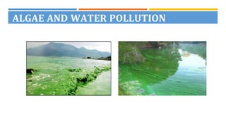 View of Use of Algae for waste water treatment | PPT