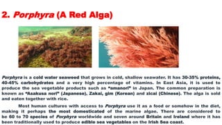 2. Porphyra (A Red Alga)
Porphyra is a cold water seaweed that grows in cold, shallow seawater. It has 30-35% proteins,
40-45% carbohydrates and a very high percentage of vitamins. In East Asia, it is used to
produce the sea vegetable products such as “amanori” in Japan. The common preparation is
known as “Asakusa nori” (Japanese), Zakai, gim (Korean) and zicai (Chinese). The alga is sold
and eaten together with rice.
Most human cultures with access to Porphyra use it as a food or somehow in the diet,
making it perhaps the most domesticated of the marine algae. There are considered to
be 60 to 70 species of Porphyra worldwide and seven around Britain and Ireland where it has
been traditionally used to produce edible sea vegetables on the Irish Sea coast.
 