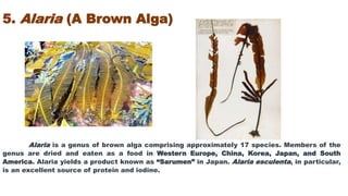Color Alaria Algae as a Food | PPTX