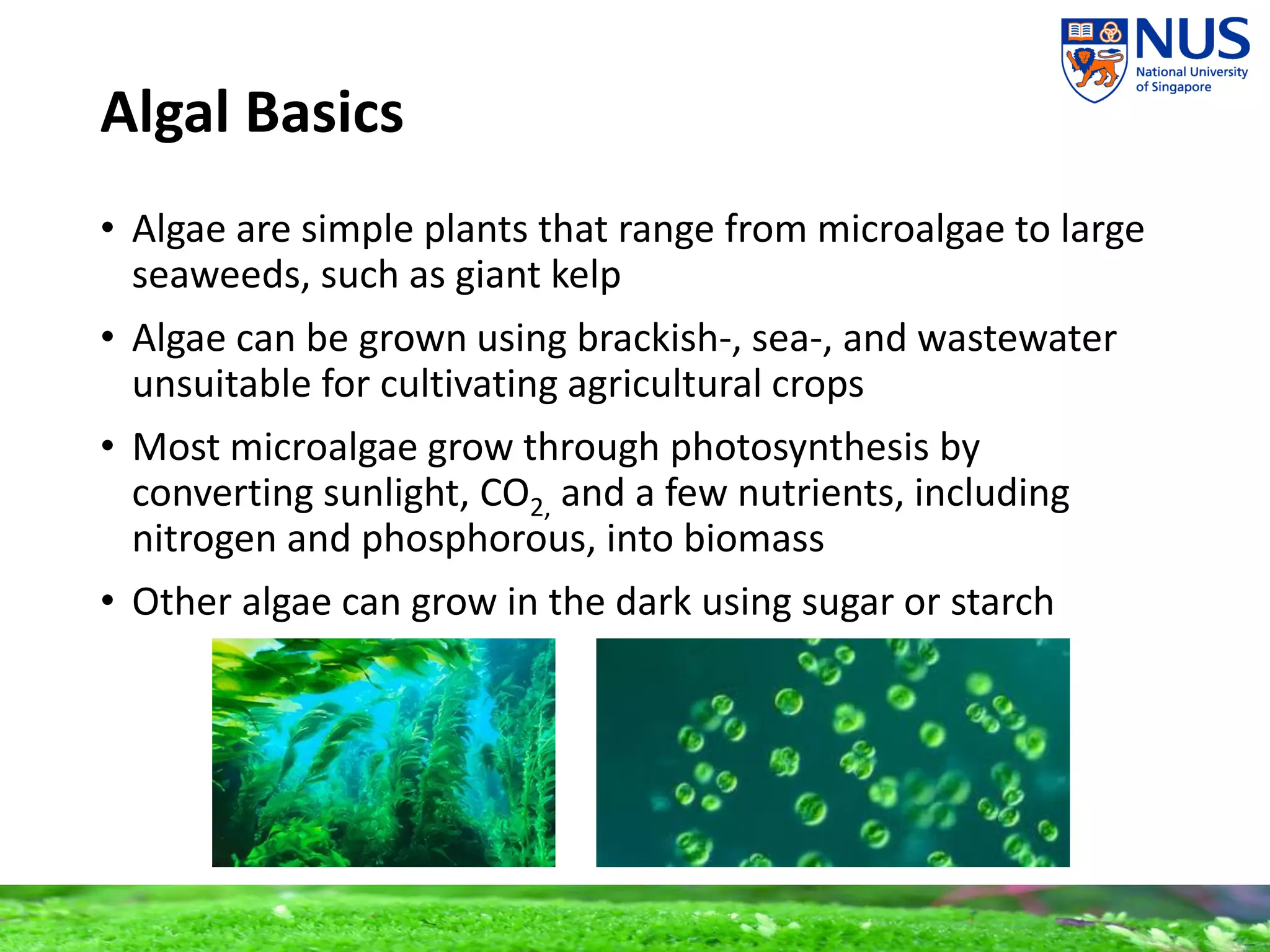 Algae Biofuels | PDF