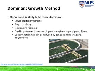 Dominant Growth Method
• Open pond is likely to become dominant:
• Lower capital investment
• Easy to scale up
• No cleaning required
• Yield improvement because of genetic engineering and polycultures
• Contamination risk can be reduced by genetic engineering and
polycultures
ftp://ftp.fao.org/docrep/fao/011/ak333e/ak333e00.pdf
 