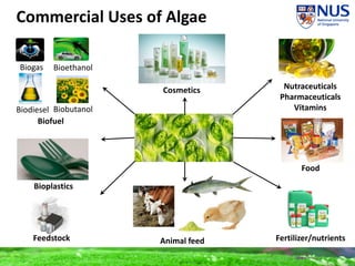 Commercial Uses of Algae
Cosmetics
Bioplastics
Feedstock Fertilizer/nutrients
Food
Nutraceuticals
Pharmaceuticals
Vitamins
Animal feed
BioethanolBiogas
Biodiesel Biobutanol
Biofuel
 