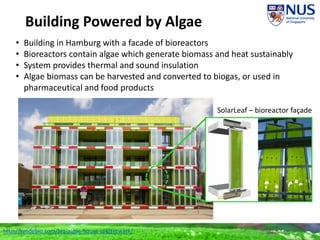 Building Powered by Algae
• Building in Hamburg with a facade of bioreactors
• Bioreactors contain algae which generate biomass and heat sustainably
• System provides thermal and sound insulation
• Algae biomass can be harvested and converted to biogas, or used in
pharmaceutical and food products
http://syndebio.com/biq-algae-house-splitterwerk/
SolarLeaf – bioreactor façade
 