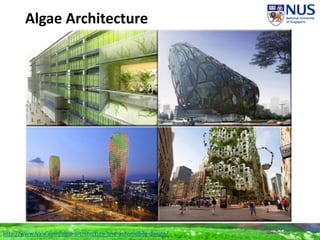 Algae Architecture
http://www.lyxia.com/algal-architecture-and-automobile-design/
 