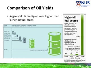 Comparison of Oil Yields
• Algae yield is multiple times higher than
other biofuel crops
 