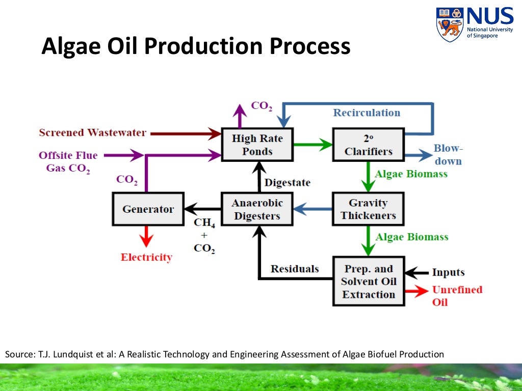Algae Biofuels