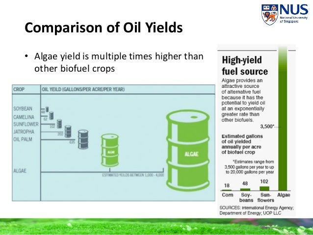 algae biofuels yields