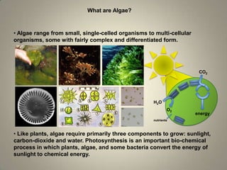 Algae Biofuel Research at the University of Texas - Rhykka Connelly ...